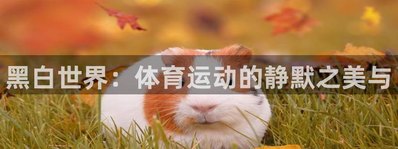 vsport体育官方正版app娱乐代理怎么样：黑白世