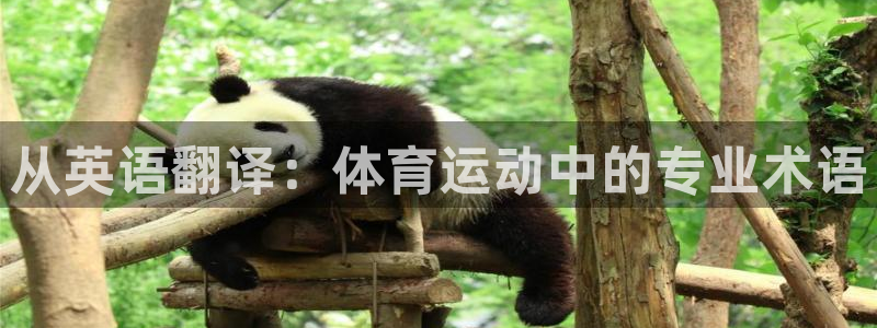 vsport体育官方正版app神州：从英语翻译：体育运动中的